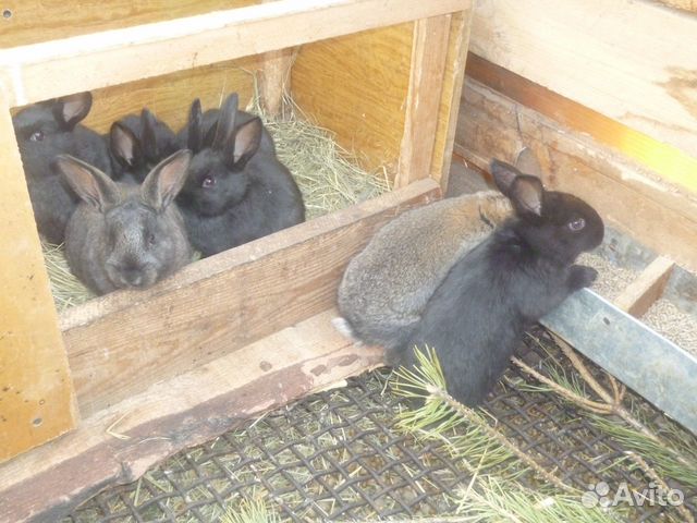 Кролики-Метисы купить на Зозу.ру - фотография № 5