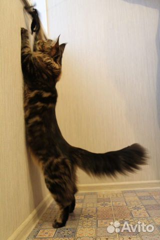 Котик Мейн-кун купить на Зозу.ру - фотография № 6