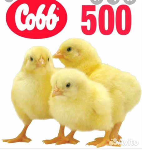 Цыплята бройлер кооб 500 купить на Зозу.ру - фотография № 1