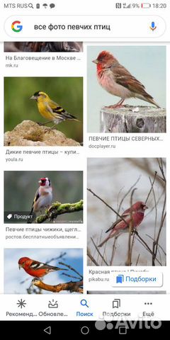 Продажа певчих птиц купить на Зозу.ру - фотография № 6