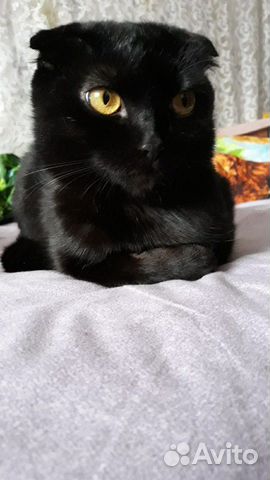 Шотландской вислаухой(остался один чёрный котик купить на Зозу.ру - фотография № 1
