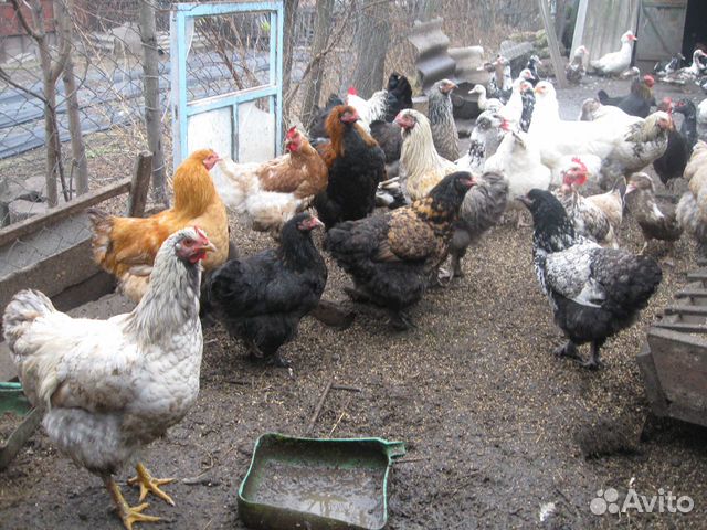 Породистые цыплята купить на Зозу.ру - фотография № 7