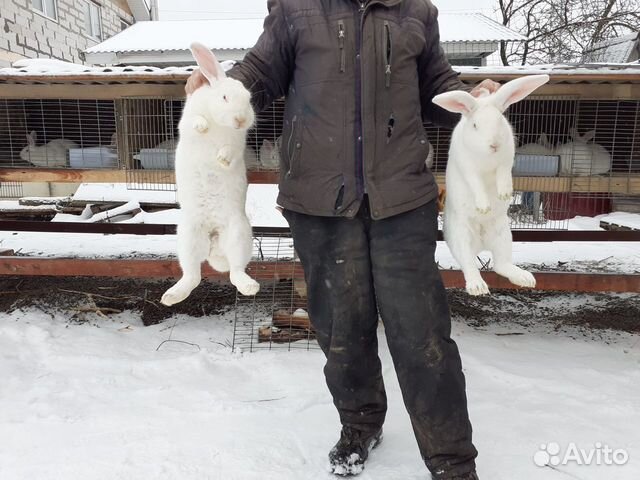 Кролики порода "Белый великан" купить на Зозу.ру - фотография № 3