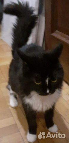 Кошка Лиза Кошка Лиза
