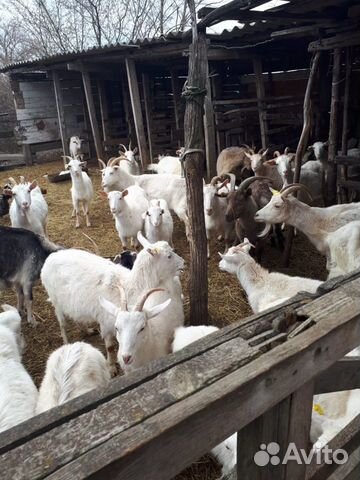 Продаю коз и козлят купить на Зозу.ру - фотография № 2