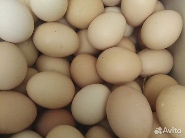 Яйцо инкубационное куриное купить на Зозу.ру - фотография № 1