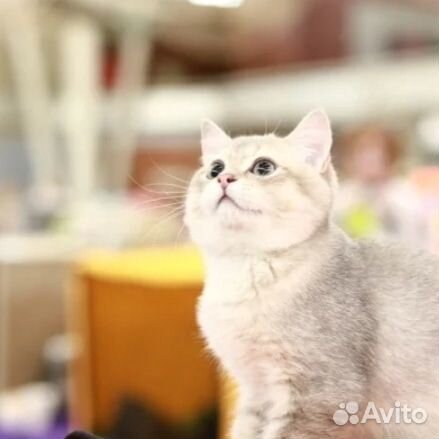Золотые котята купить на Зозу.ру - фотография № 2