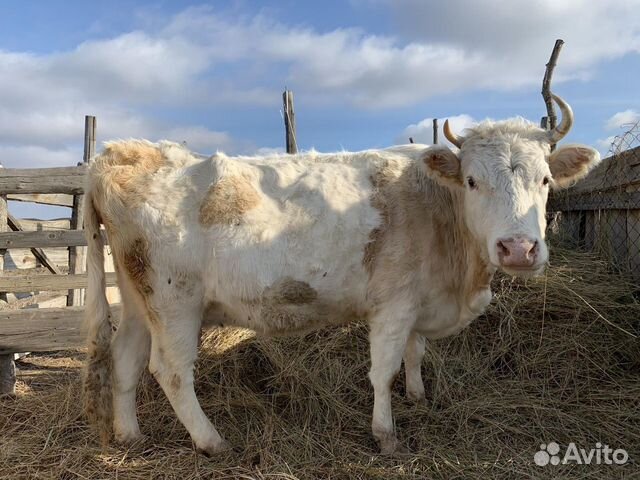 Продаю корову с телёнком+стельную тёлку купить на Зозу.ру - фотография № 1