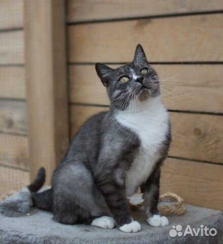 Кошка с необыкновенным окрасом купить на Зозу.ру - фотография № 2