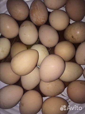 Яйца цесарки купить на Зозу.ру - фотография № 3