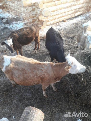 Корова,телята,быки купить на Зозу.ру - фотография № 1