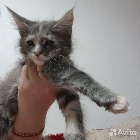 Котята мейн-кун купить на Зозу.ру - фотография № 8