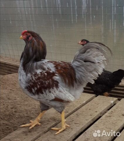 Пасхальные петухи 6.5 мес, с геном голубого яйца купить на Зозу.ру - фотография № 5