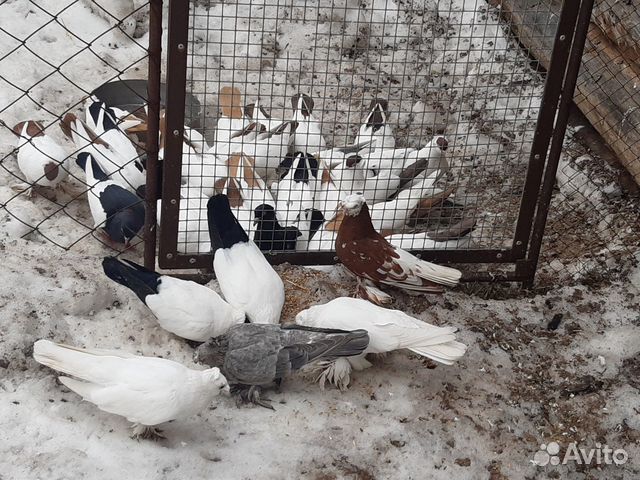 Пара красивых голубей (монахи и не только) купить на Зозу.ру - фотография № 10