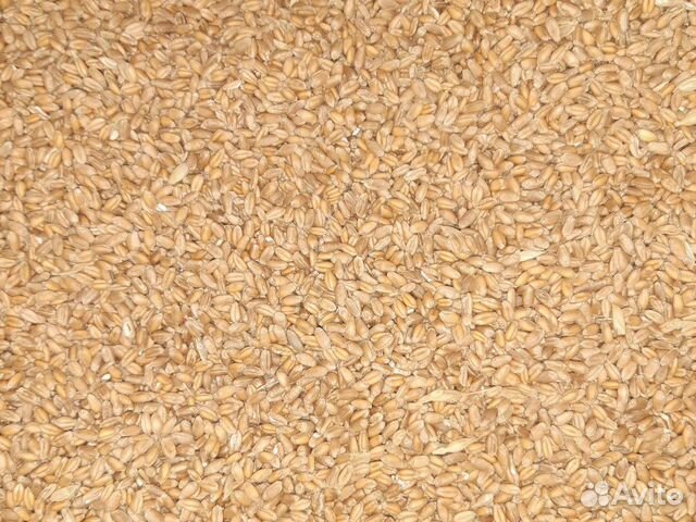 Зерно.Кукуруза.Пшеница.Ячмень купить на Зозу.ру - фотография № 2