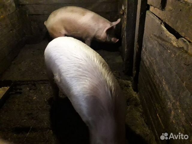 Хряк 4 года и 2 свинки возраст 8 месяцев купить на Зозу.ру - фотография № 3