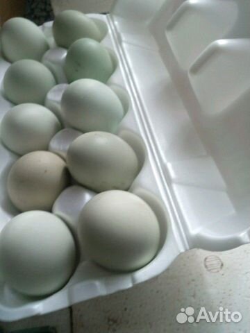 Инкубационное яйцо амераукан купить на Зозу.ру - фотография № 2