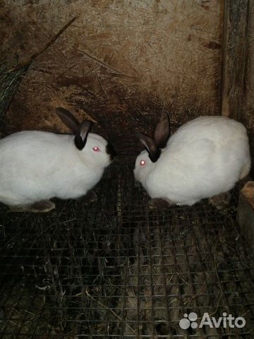 Калифорнийские кролики (самки) купить на Зозу.ру - фотография № 3