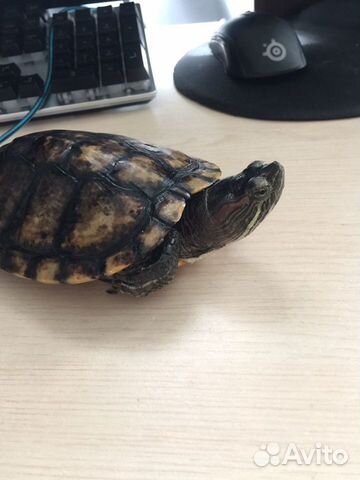 Отдам красноухую черепаху -самца купить на Зозу.ру - фотография № 3