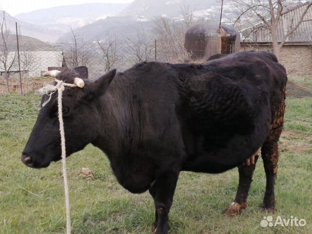 Продаётся корова в сел. Карамахи купить на Зозу.ру - фотография № 1