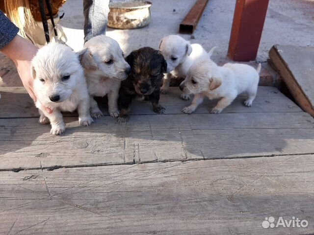 Маленькие щенки купить на Зозу.ру - фотография № 6