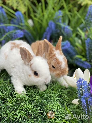 Настоящие мини кролики
