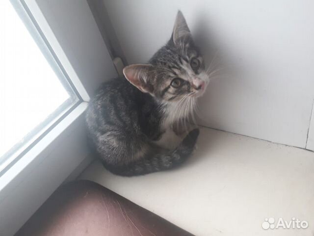 Котенок в дар