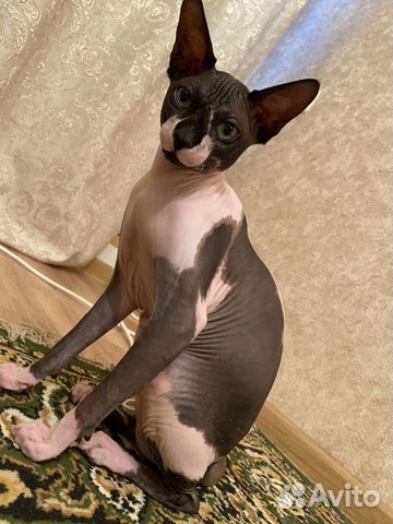 Сфинкс Кот на вязку Сфинкс Кот на вязку