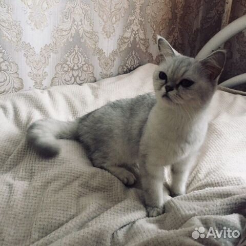 Отдам кошечку в добрые, надёжные руки
