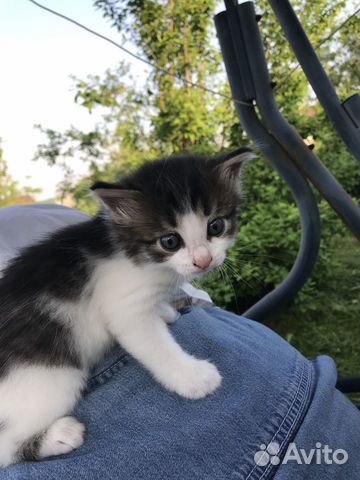 Котята ищут добрых хозяев