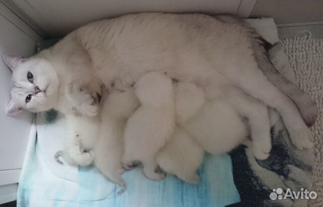 Британская кошка Британская кошка