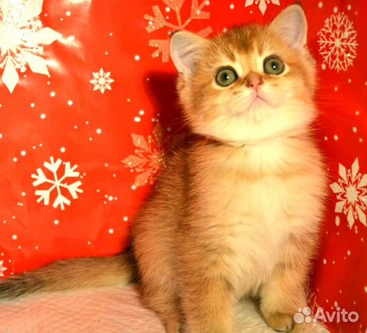 Котята Шотландцы, Фолд иСтрайт, Золотые Шиншиллы