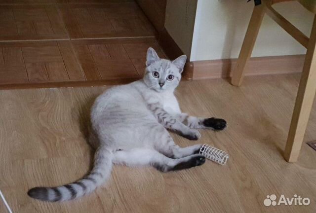 Отдаю в добрые руки кошечку породы бурмилла