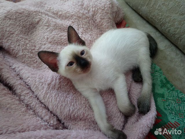 Сиамская кошечка Сиамская кошечка