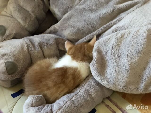 Котёнок рыжик Котёнок рыжик