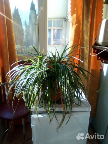 Комнатное растение купить на Зозу.ру - фотография № 7