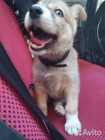 Сибирская хаски(метис)