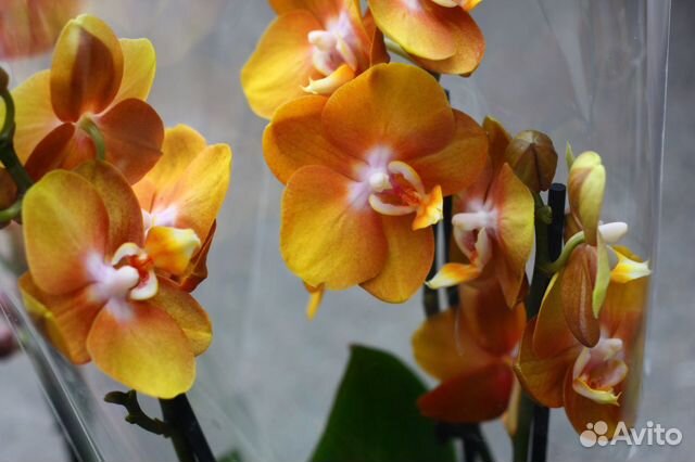 Орхидея 94585 Лас-Вегас желтая 1-2-3-5/6ветви