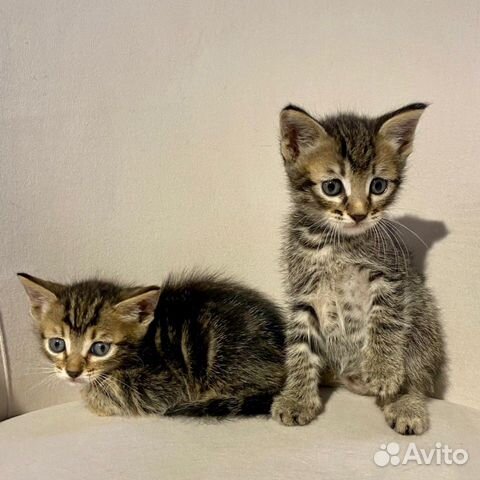 Очень славные котята в дар, 1 мес Очень славные котята в дар, 1 мес