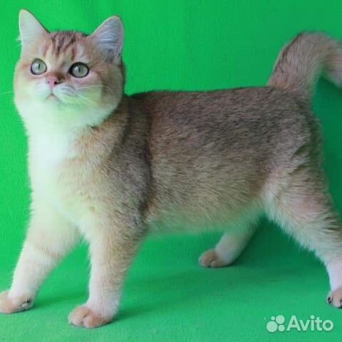Кошка Кошка