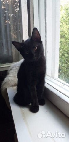 Котятки ищут добрых хозяев Котятки ищут добрых хозяев