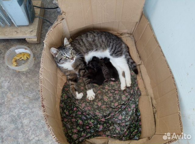 Котята в добрые руки