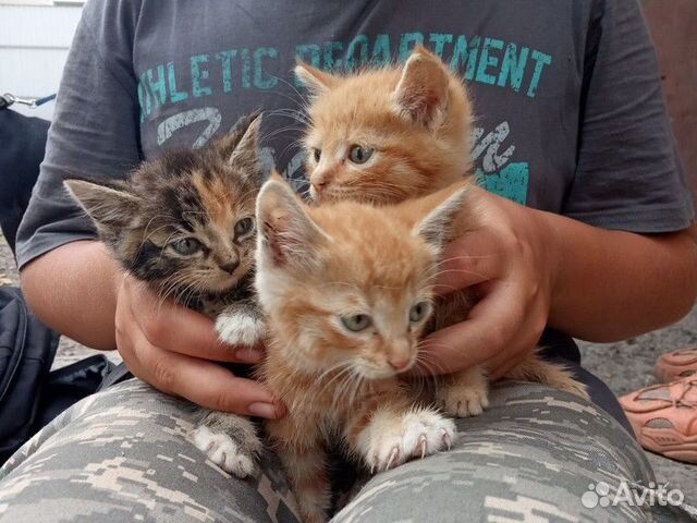 Котята