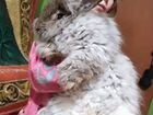 Кролик Пряжа объявление продам