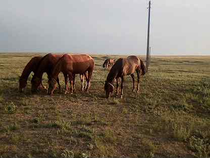 Авито элиста животных. Продажа лошадей в калмыкии. Щенки на авито элиста. Щенки элиста бесплатно. Полупустыни калмыкии.