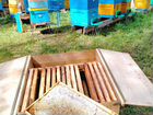 Пасеку с пчелами 30 пчелосемей с инвентарем объявление продам
