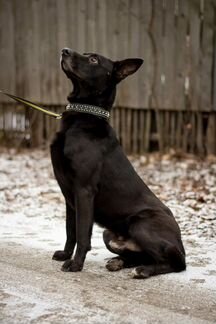 Отличный пес Метис питбуля Остался без хозяев