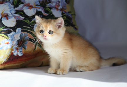 Британский котик завуалированное золото