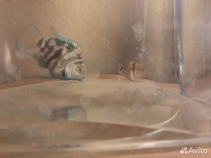 Рыбка обмен. Карликовый сапфировый попугайчик