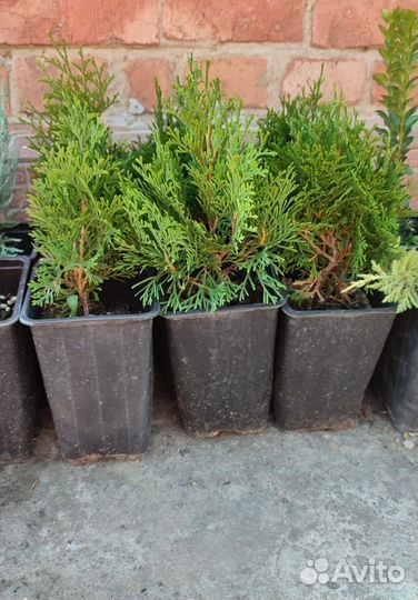 Туя Смарагд, можжевельники